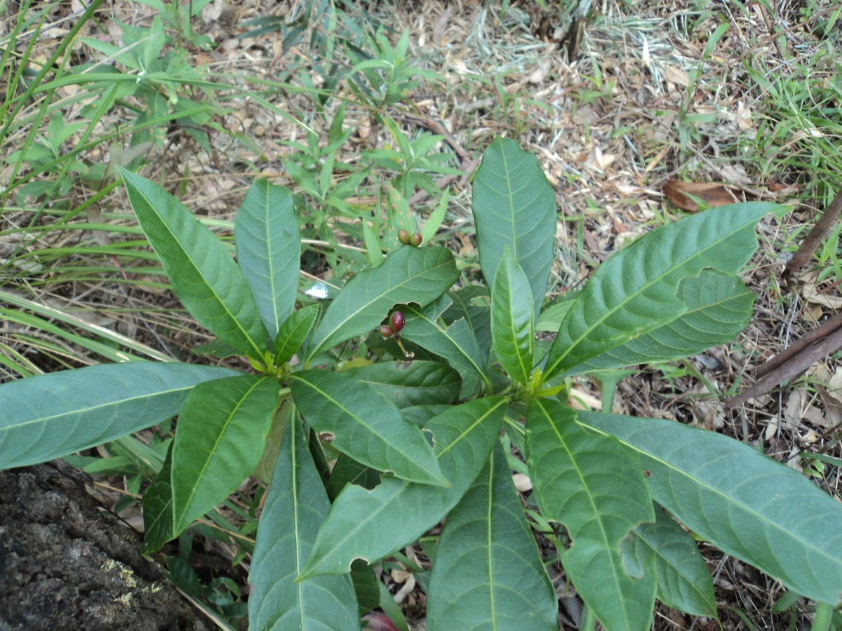 Rauvolfia verticillata (Lour.) Baill.